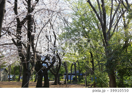 埼玉県戸田市の風景 後谷公園 桜 埼玉県戸田市の風景 後谷公園 桜 39910550