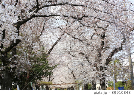 埼玉県戸田市の風景　桜 39910848