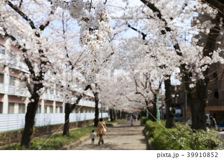 埼玉県戸田市の風景 桜 埼玉県戸田市の風景 桜 39910852