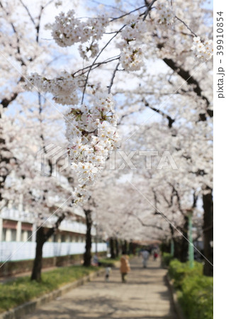 埼玉県戸田市の風景　桜 39910854