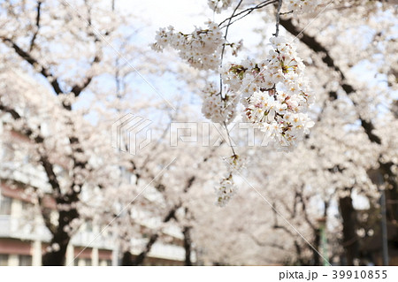 埼玉県戸田市の風景 桜 埼玉県戸田市の風景 桜 39910855