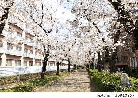 埼玉県戸田市の風景　桜 39910857