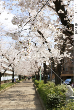 埼玉県戸田市の風景　桜 39910862