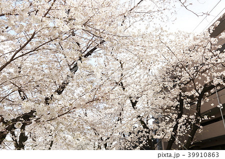 埼玉県戸田市の風景 桜 埼玉県戸田市の風景 桜 39910863