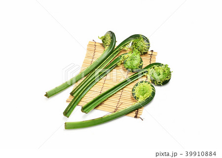 山菜のこごみ 山菜のこごみ 39910884