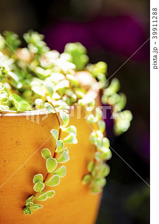 グリーンネックレス　多肉 39911288