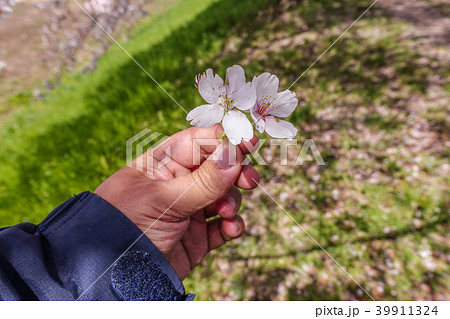 京都の桂川の桜並木 桜は3種類ありますが時間差で3回に分けて満開になっていました。 京都の桂川の桜並木 桜は3種類ありますが時間差で3回に分けて満開になっていました。 39911324
