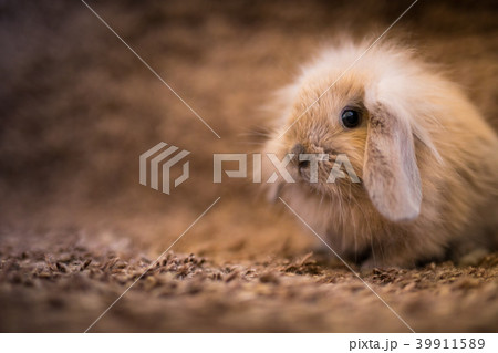 Studio shot of domestic rabbit 39911589