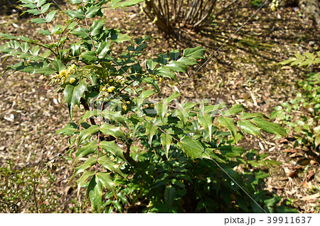 ヒイラギナンテン（柊南天） 39911637