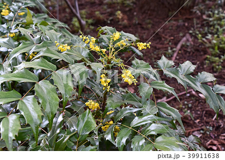 ヒイラギナンテン（柊南天） 39911638