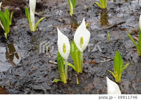 水芭蕉の森公園の水芭蕉 39911746