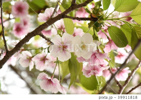 桜 39911818