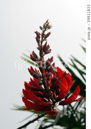 ヒシバデイゴ 39911833