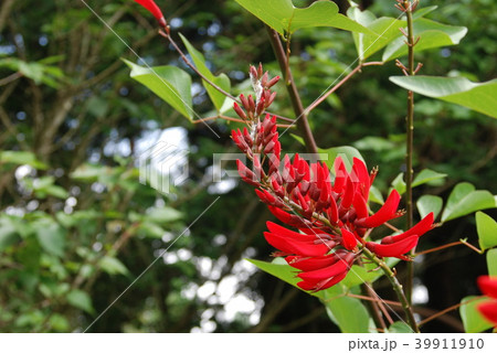 ヒシバデイゴ 39911910