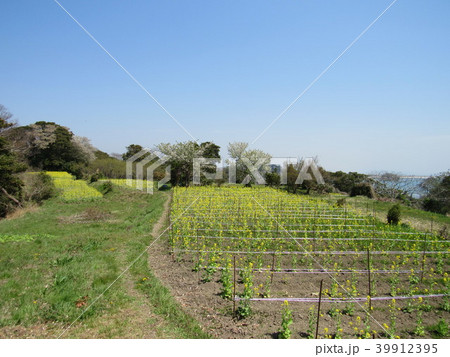 宮城県塩釜市 浦戸諸島 朴島の菜の花 宮城県塩釜市 浦戸諸島 朴島の菜の花 39912395