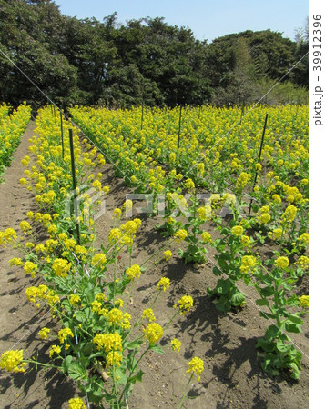 宮城県塩釜市　浦戸諸島　朴島の菜の花 39912396