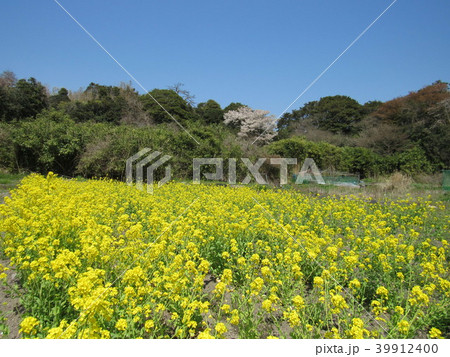 宮城県塩釜市　浦戸諸島　野々島の菜の花 39912400