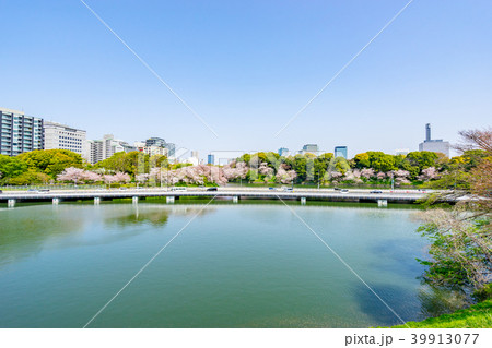 【東京都】桜満開 39913077