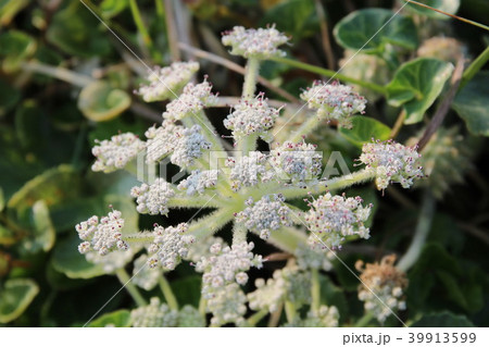 房総半島館山のハマボウフウ 39913599