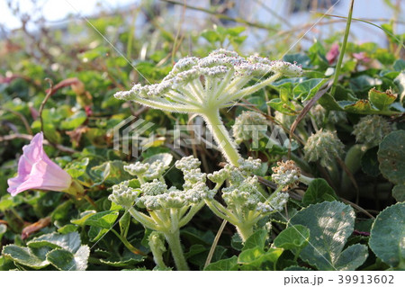 房総半島館山のハマボウフウ 39913602
