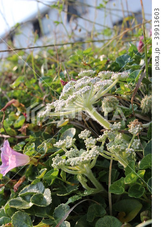 房総半島館山のハマボウフウとハマヒルガオ 39913603