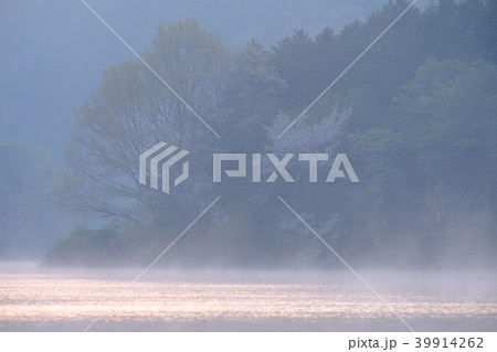 桜咲く朝霧の室生湖（奈良県宇陀市） 39914262