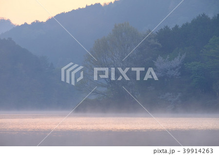 桜咲く朝霧の室生湖（奈良県宇陀市） 39914263