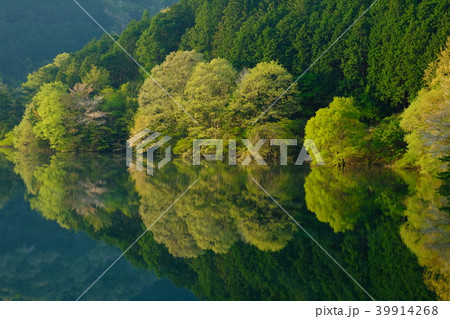 桜咲く新緑の室生湖(奈良県宇陀市) 桜咲く新緑の室生湖(奈良県宇陀市) 39914268