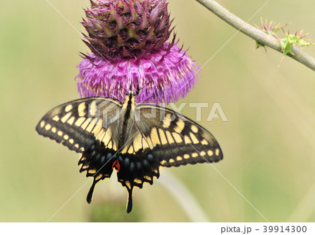 フジアザミとキアゲハ-22379 39914300