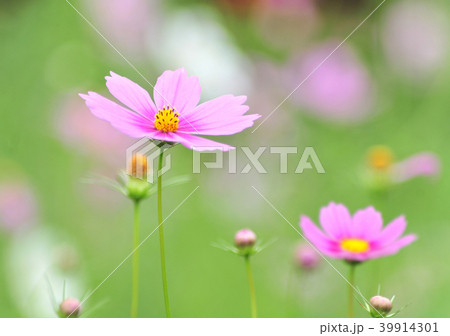コスモス-22384 コスモス-22384 39914301