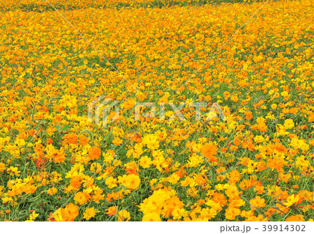 キバナコスモス-22400 39914302