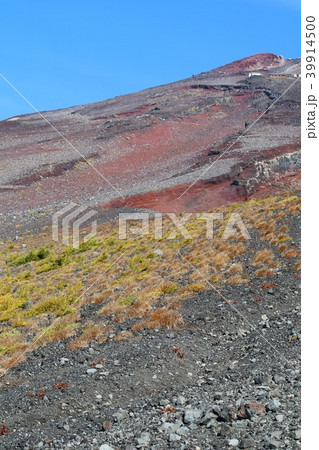 富士山　森林限界の紅葉と頂上 39914500