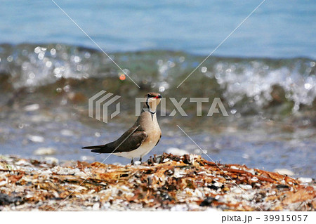 海岸のツバメチドリ　① 39915057