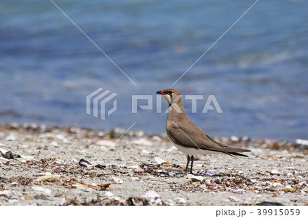 海岸のツバメチドリ ③ 海岸のツバメチドリ ③ 39915059