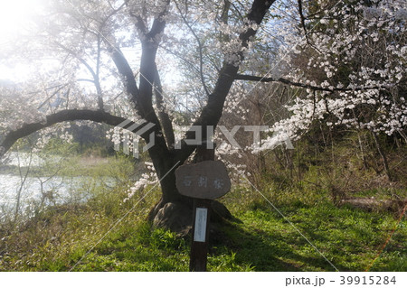 二戸市金田一の石割桜 39915284