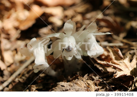 ギンリョウソウ 39915408