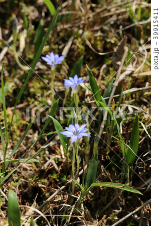 ハルリンドウ 39915411