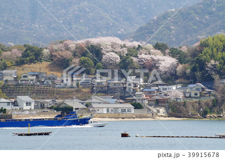 満開の桜に覆われた広島坂町の横浜公園 39915678