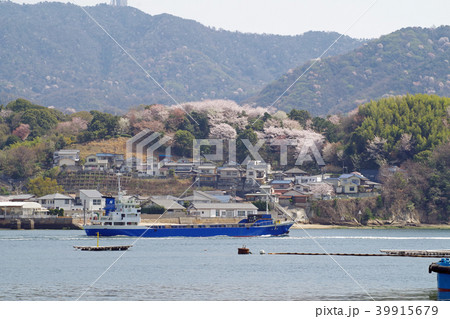 満開の桜に覆われた広島坂町の横浜公園 39915679