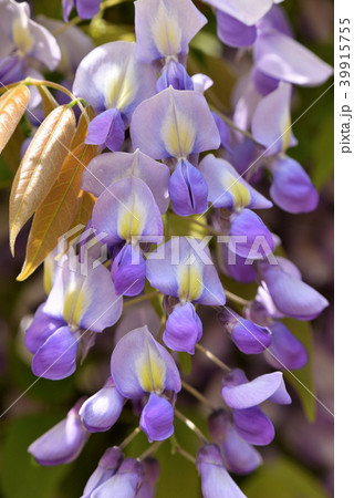 ヤマフジ（ムラサキカピタン） 39915755