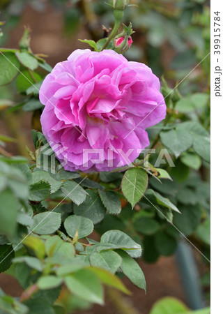 バラ（ブルボン・クイーン） 39915784
