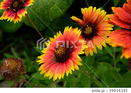 ガイラルディア 39916185