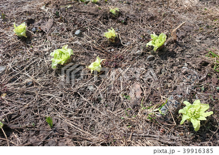 ふきのとう 39916385