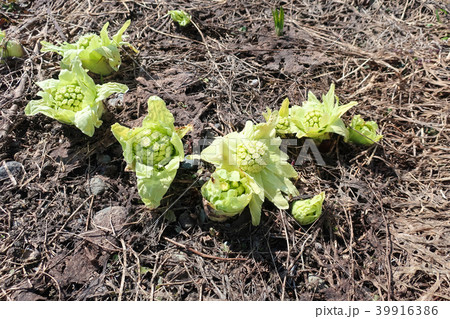 ふきのとう ふきのとう 39916386