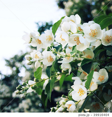Jasmine-like flowers. Close up. Philadelphus. Jasmine-like flowers. Close up. Philadelphus. 39916404