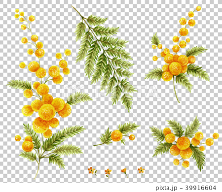 Mimosa Stock Illustration
