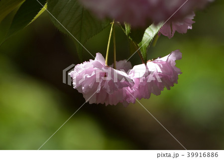 八重桜 39916886
