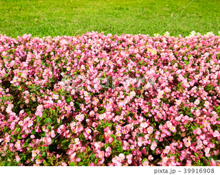 草 芝生 芝 39916908