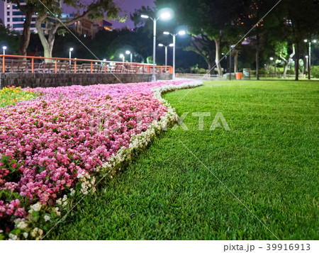 草 芝生 芝 39916913