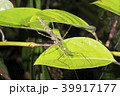 Spiny stick insect (Acanthoclonia sp.)  39917177